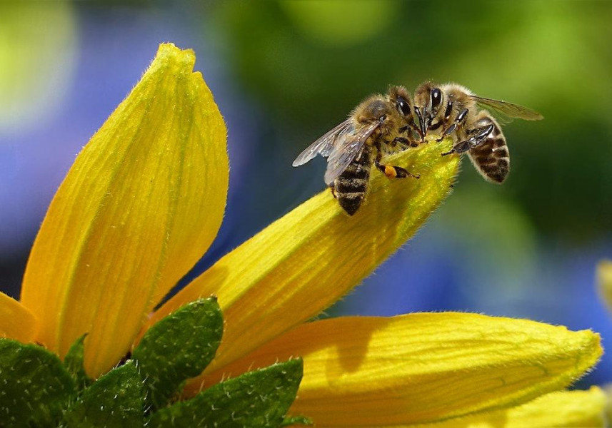 Minder bijen in Eindhoven, dus wordt er actie gevoerd